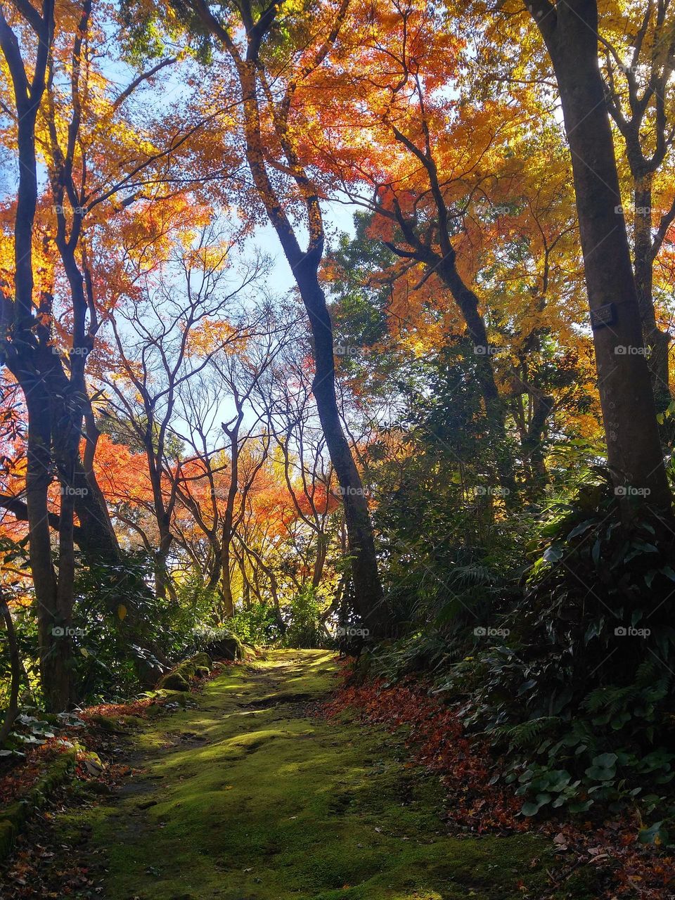 Mountain journey in Japan