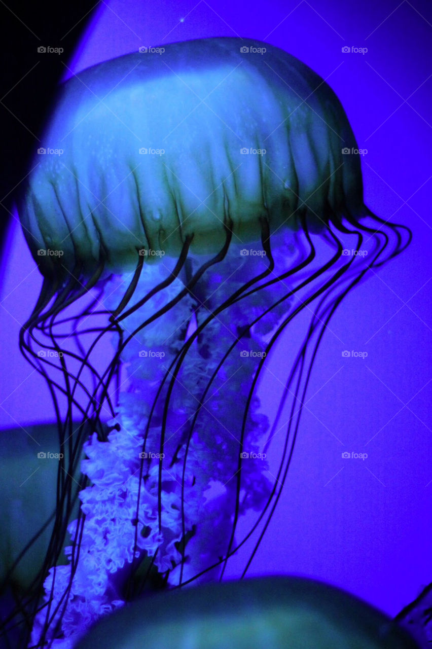 Jellyfish