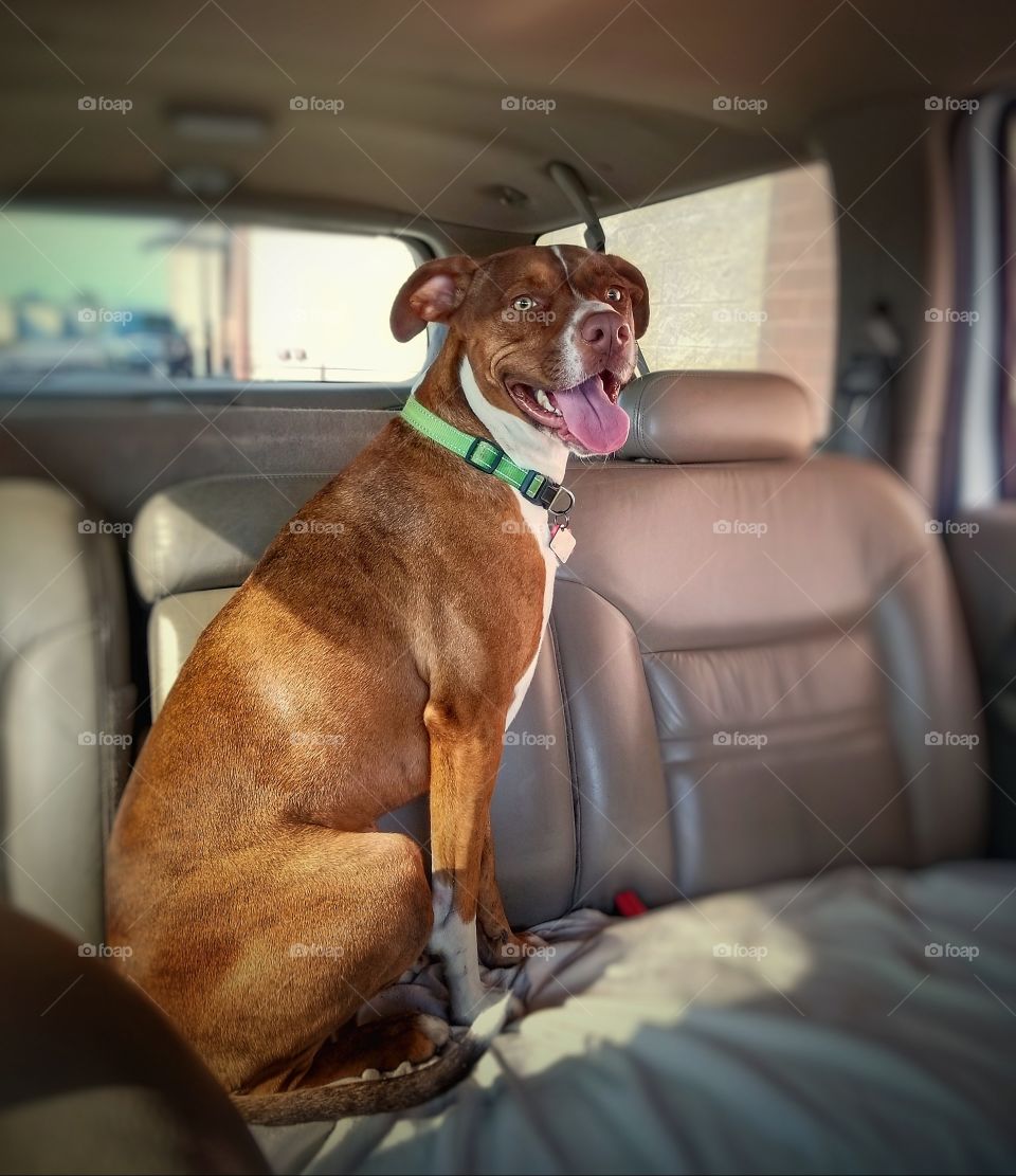 Puppy Dog Smiles While Enjoying a Ride In the Car