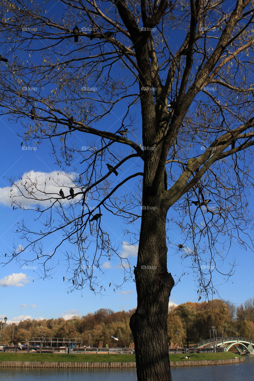 A flock of crows in a tree.