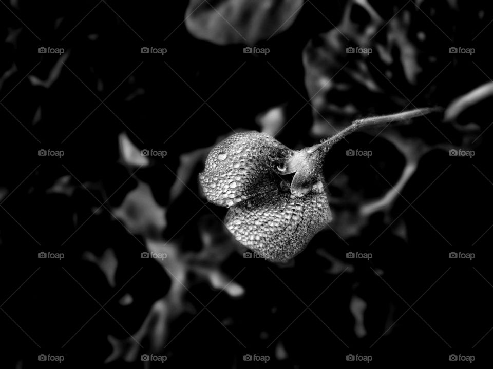 A black and white shot of raindrops on the beans flower. The highlight of the picture are the tiny droplets.