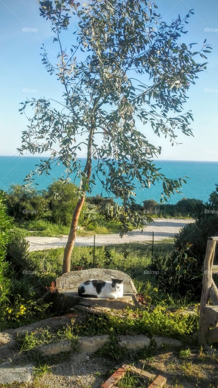 panorama mare e gatto