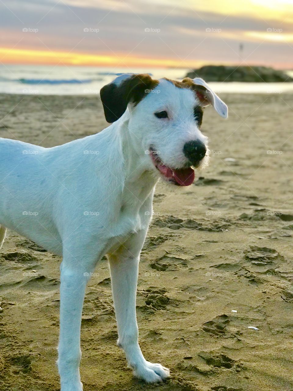 My dog in spain lovely sunset 