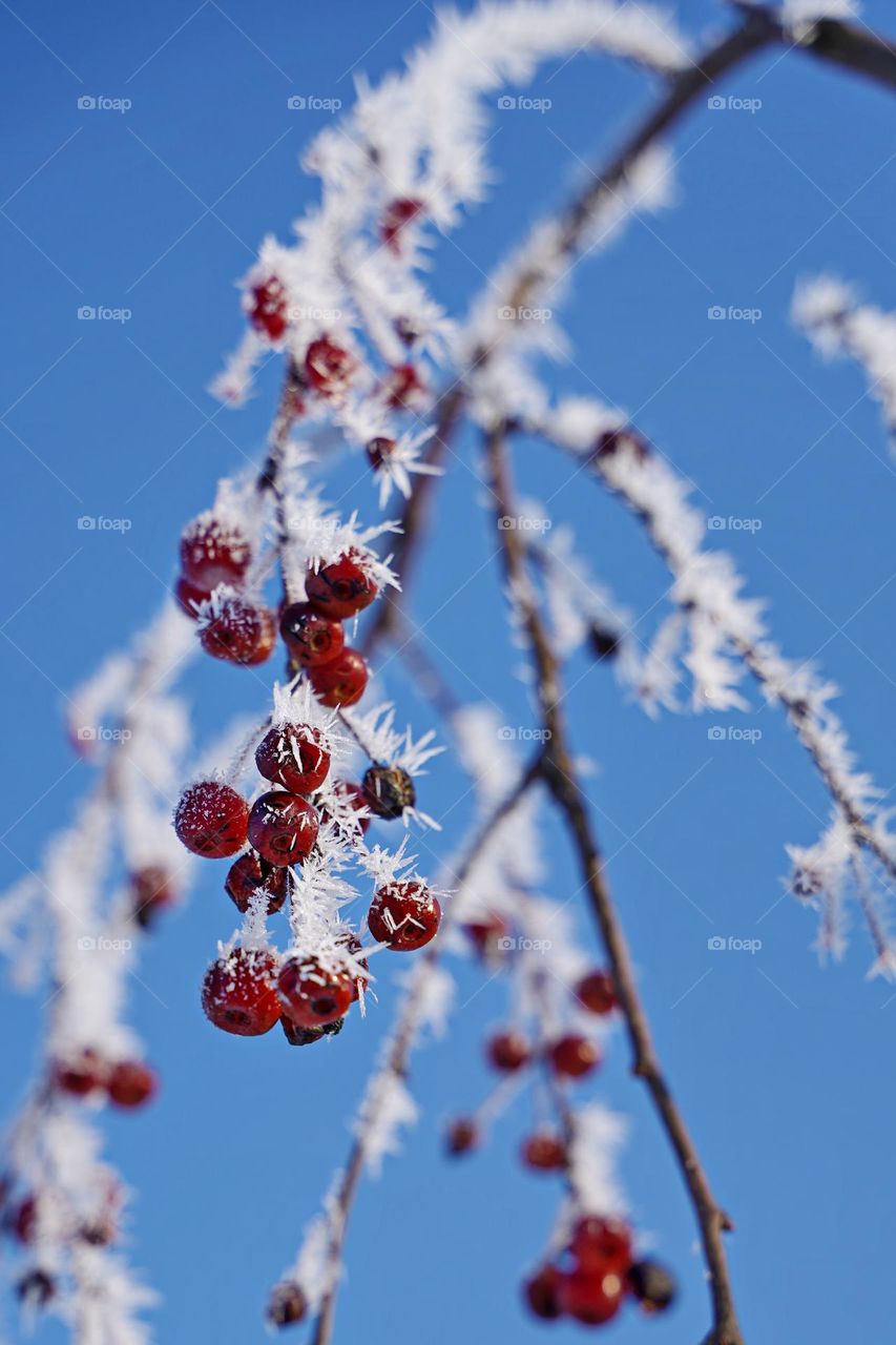 Branch of a plant with red berries in frost