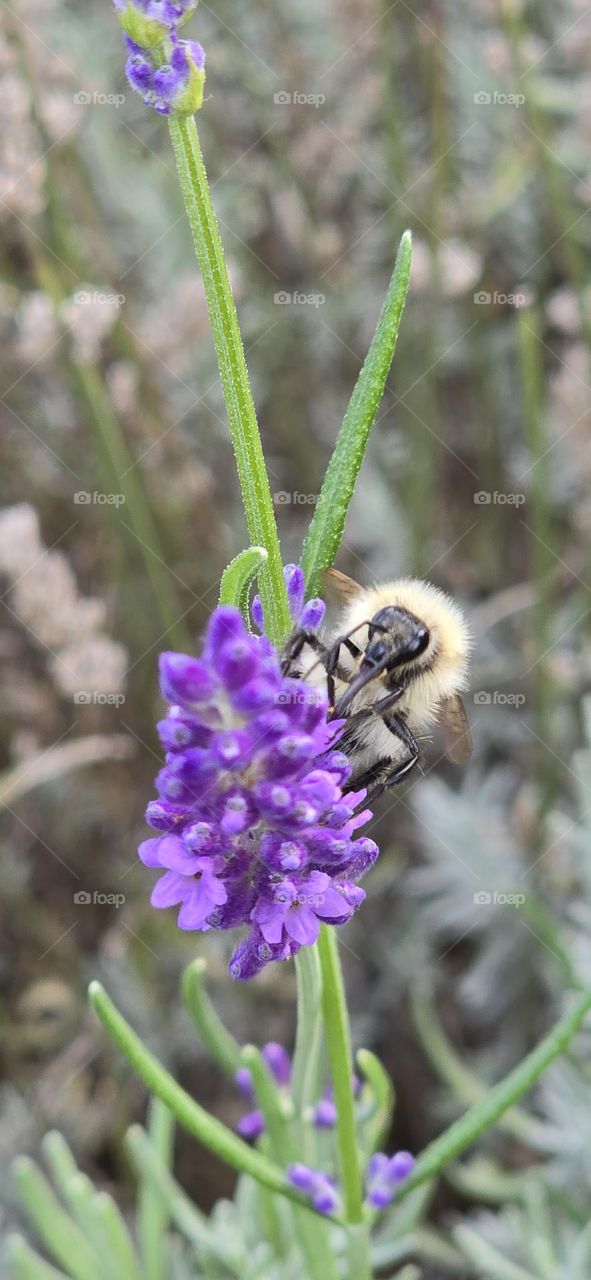 Bee