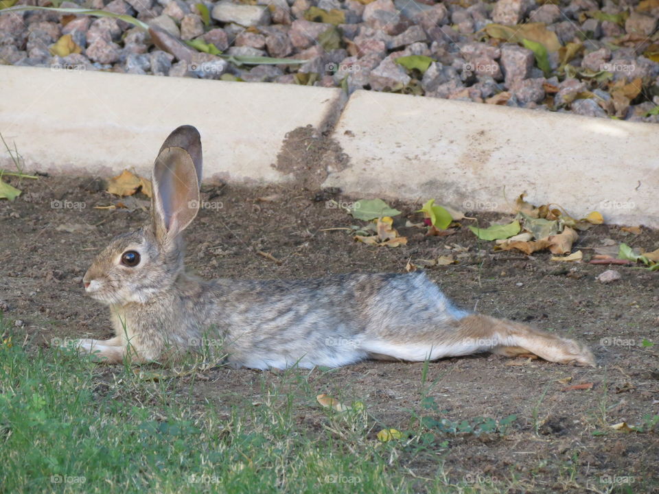 Belly Surfing Bunny.