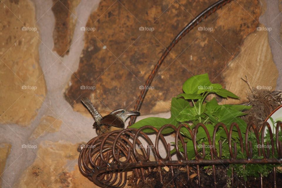 Mama Wren Feeding her Young 