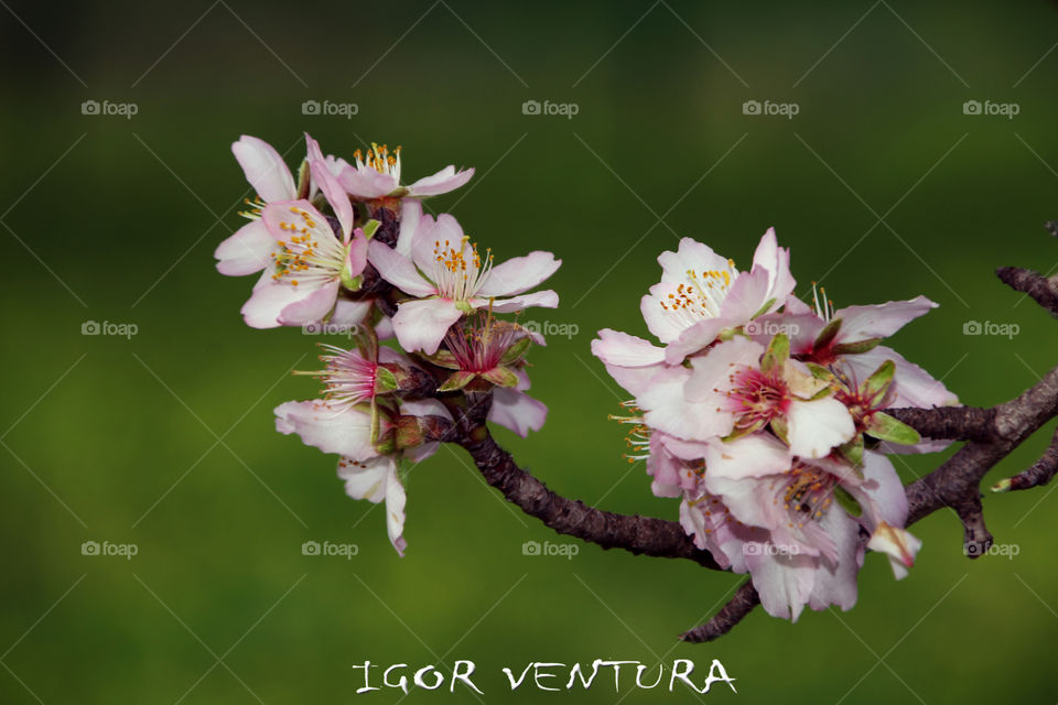 Pink Flower almond