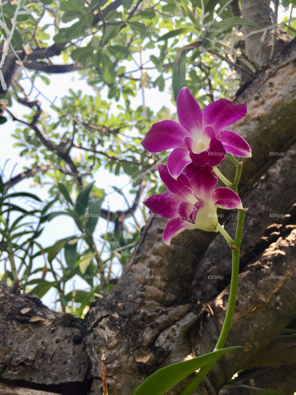 Orchid flowers blooming in the garden 