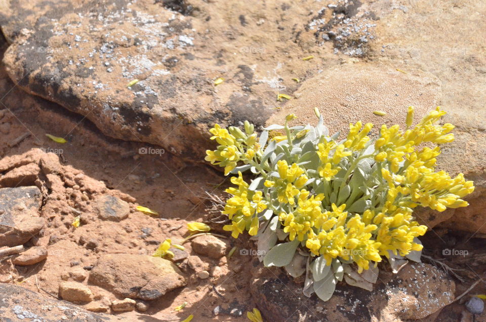 Desert Blooms