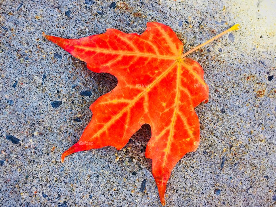 Bright orange maple leaf