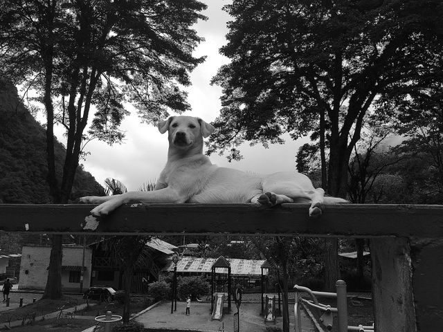 Dog nature