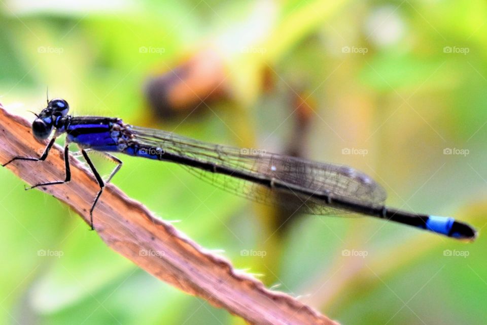 Blu dragonfly