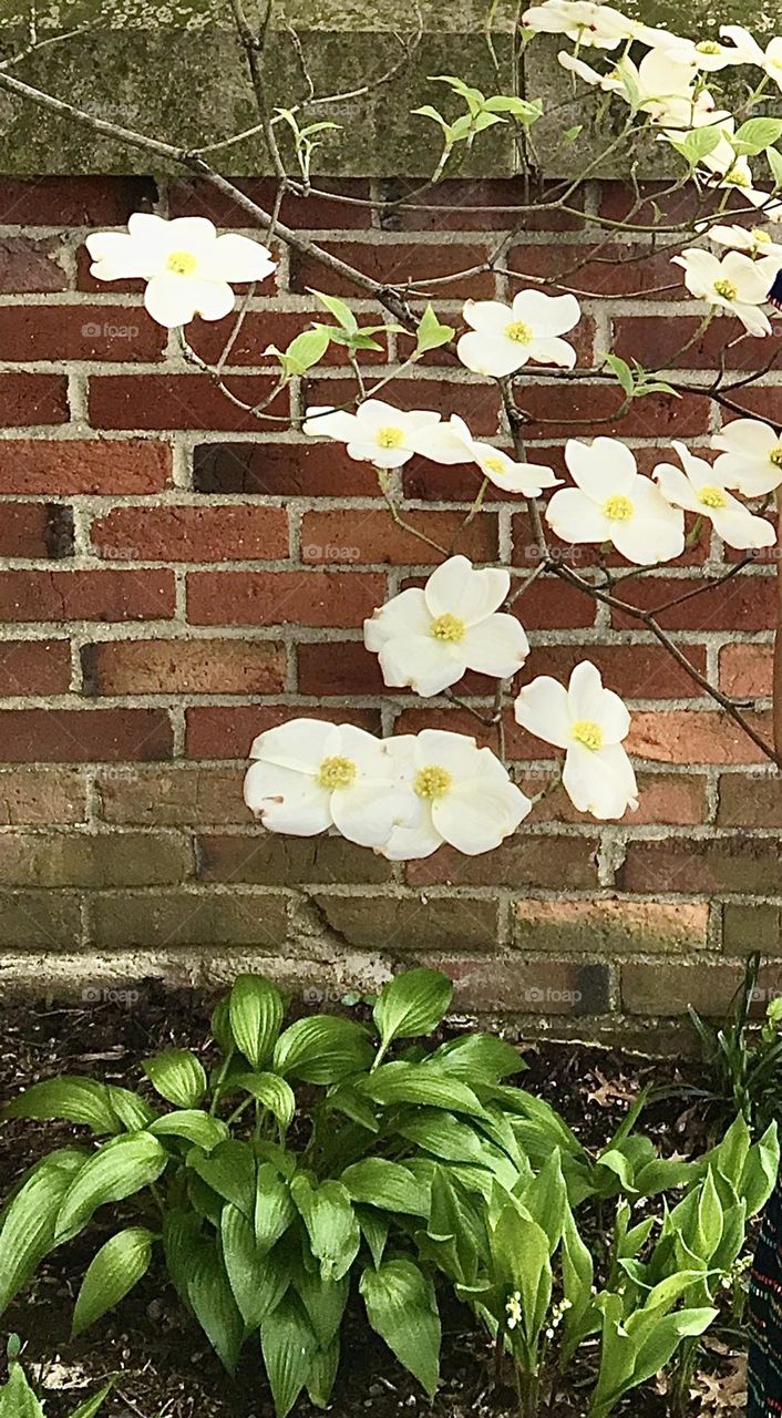 Dogwood Drooping 