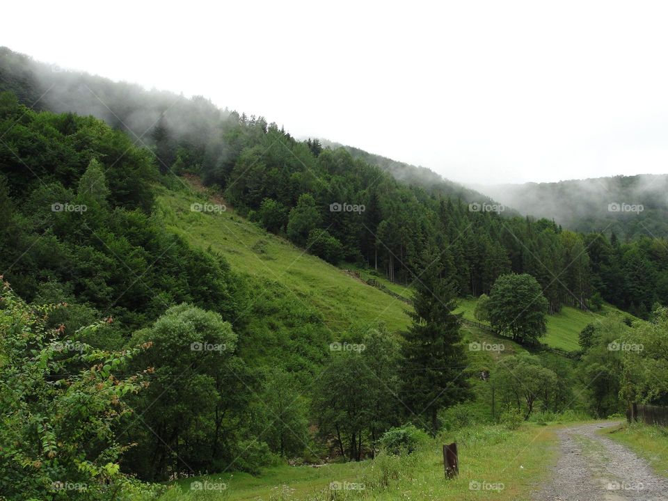 Green forest