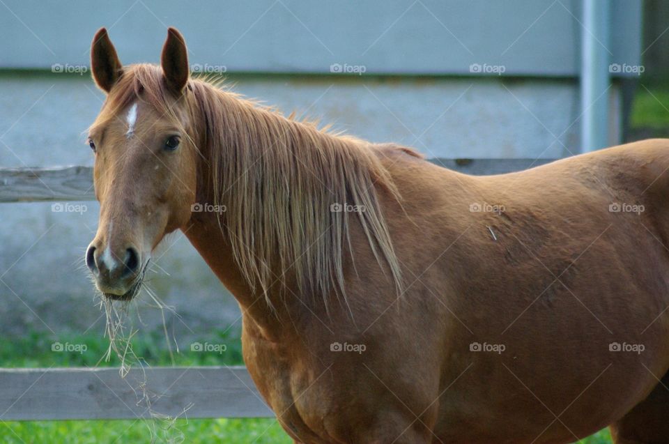 Horse standing at farm