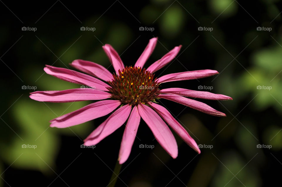 pink flower macro close by perkapara