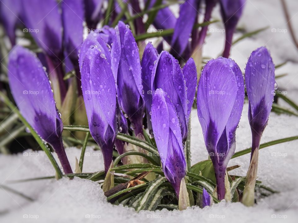 spring flowers crocuses from under the snow