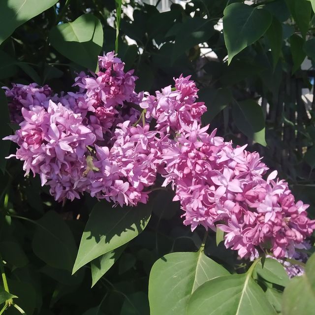 lilac