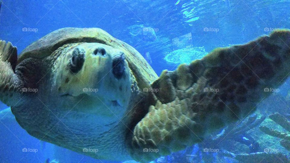 Sea Turtle at Boston Aquarium