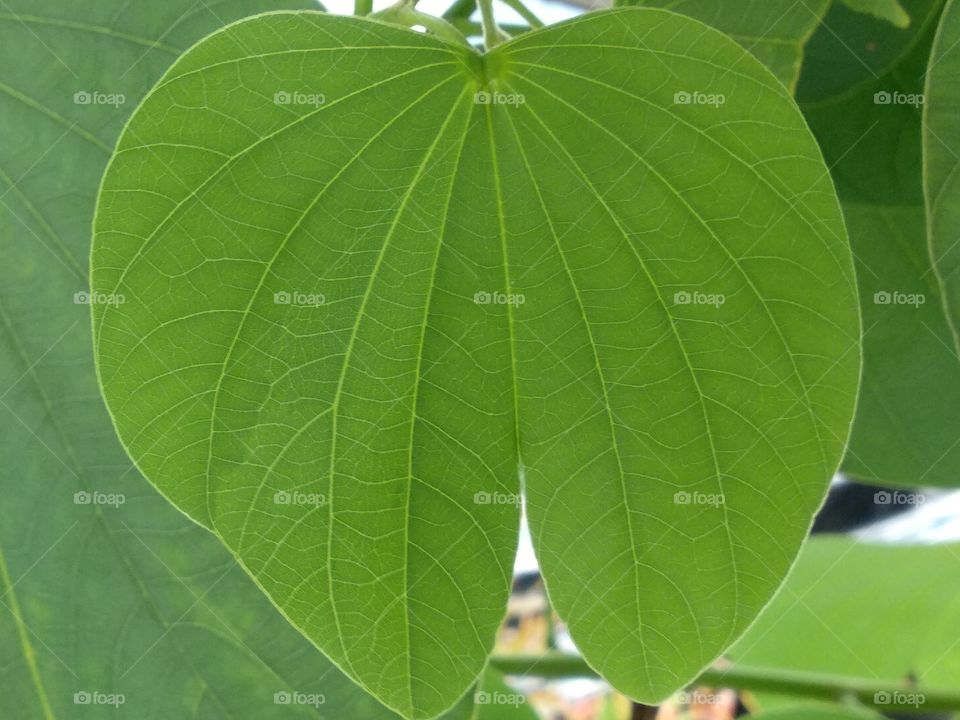 A Love leaf