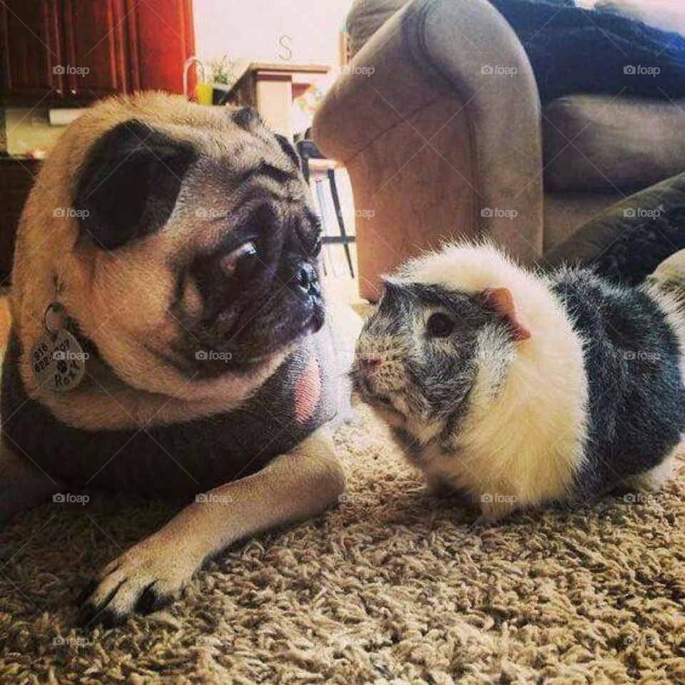 Dog, Mammal, Cute, Pet, Portrait