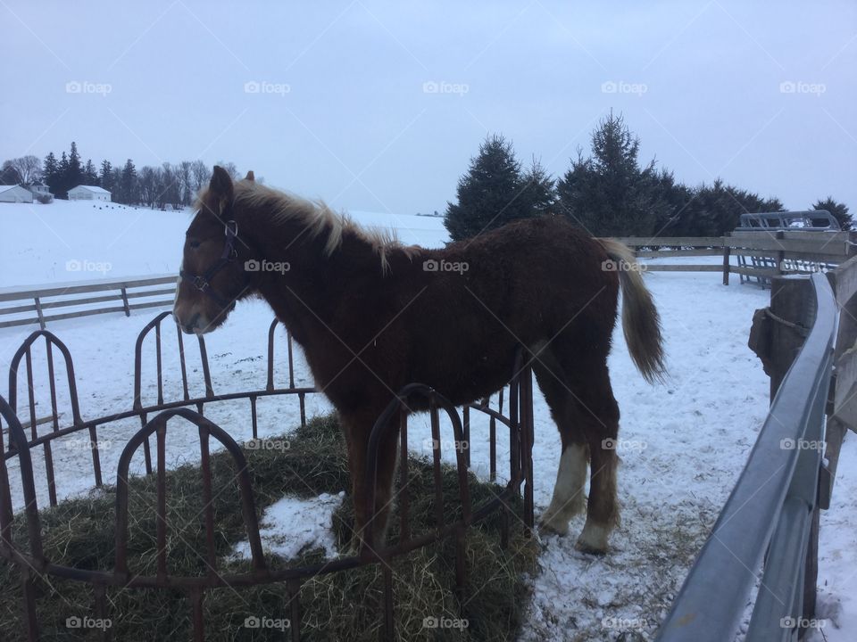 Lovely horse 