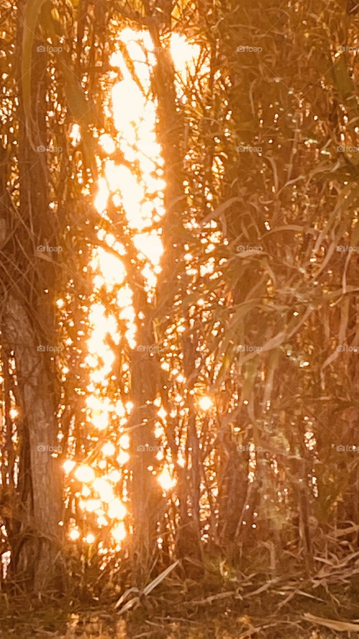 Fiery Sparkles of Twinkling Sun Light Piercing through Cat Tail Reeds and Grass. Diamonds, Reflections from Powerful Intense Sunbeams