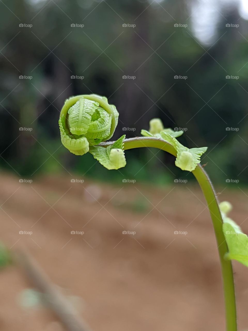 wild fern leaves