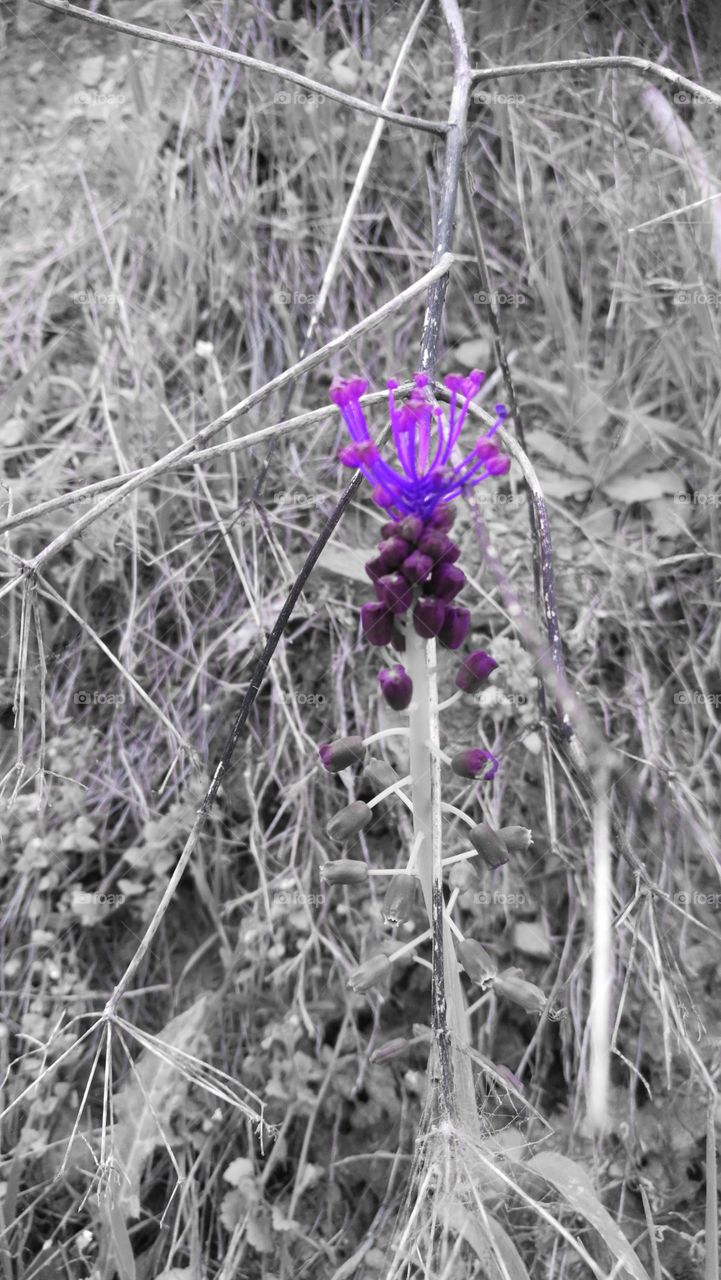 Purple in nature