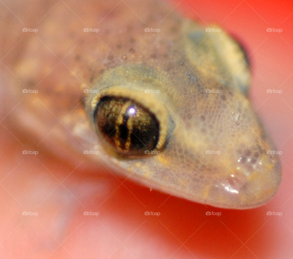 macro lizard gecko by lightanddrawing