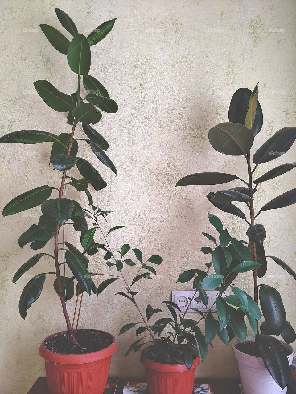 ficus