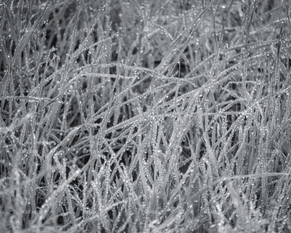 Close-up of dew on grass during a hike.