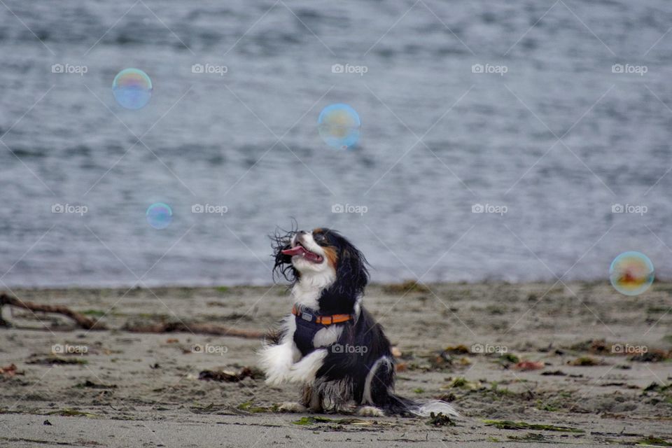 Dog playing with bubbles