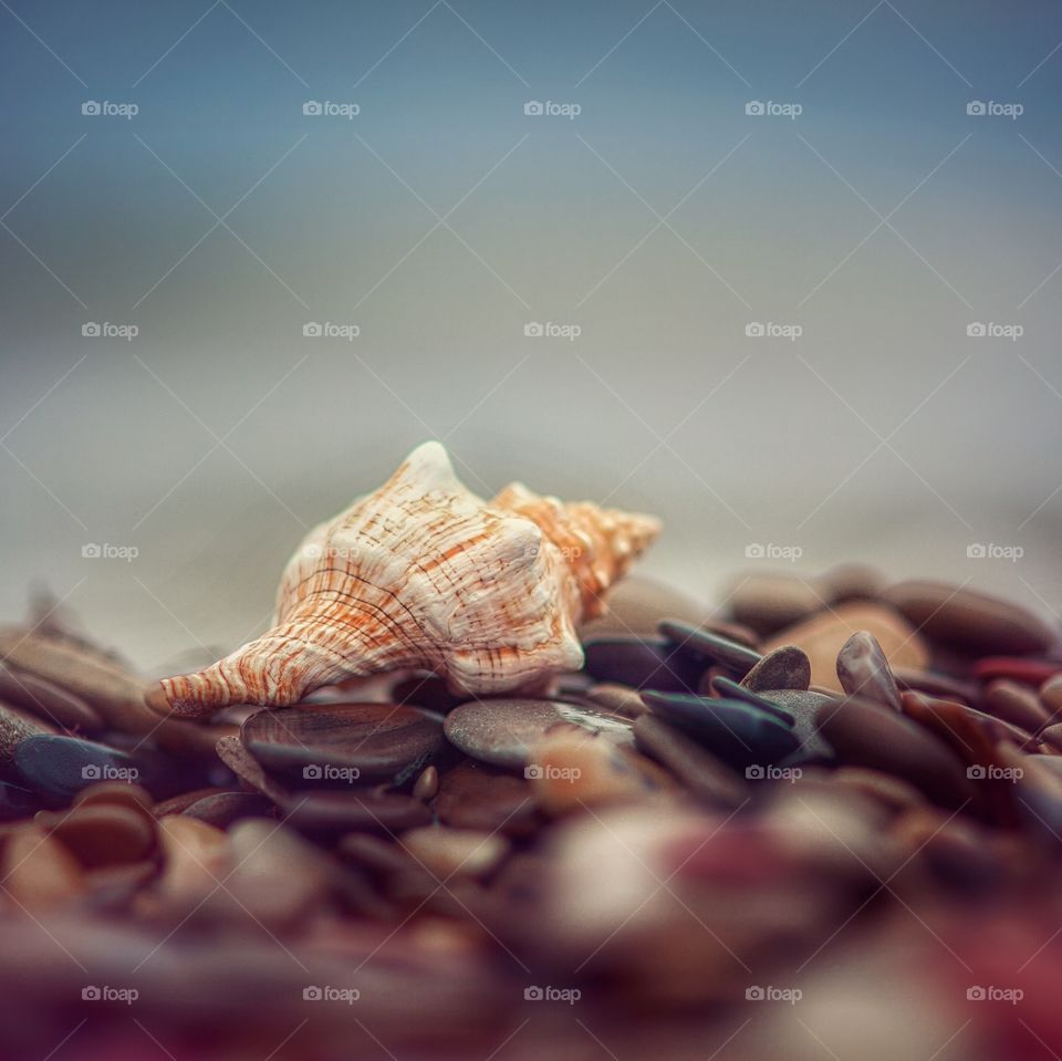 Shell on a stones 