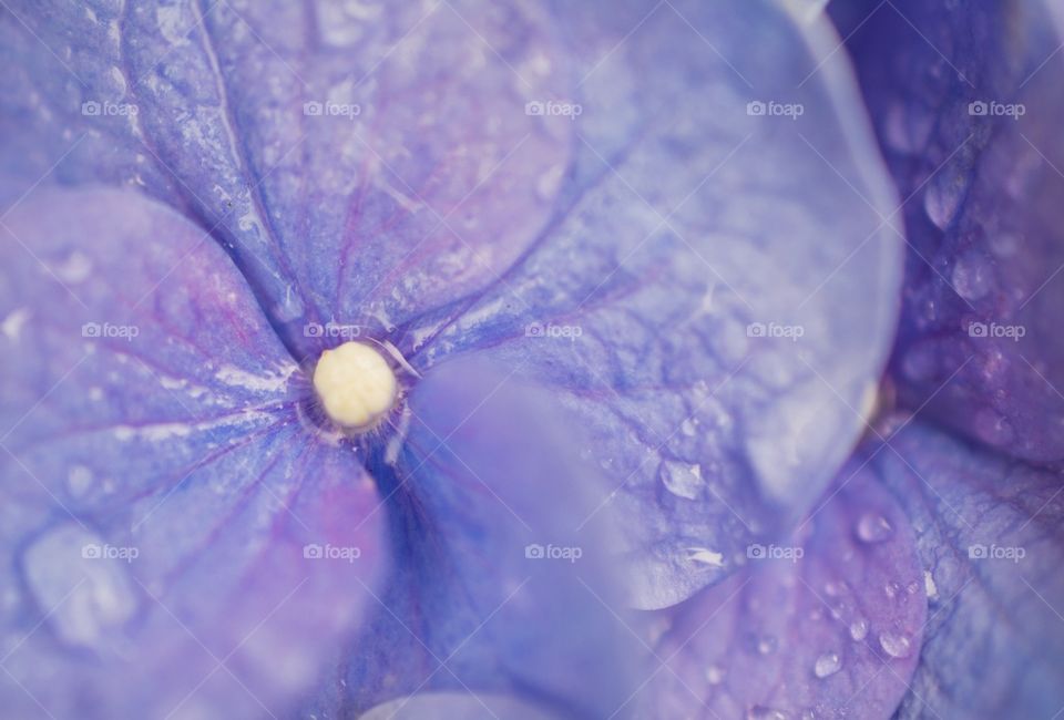 Macro Hydrangea
