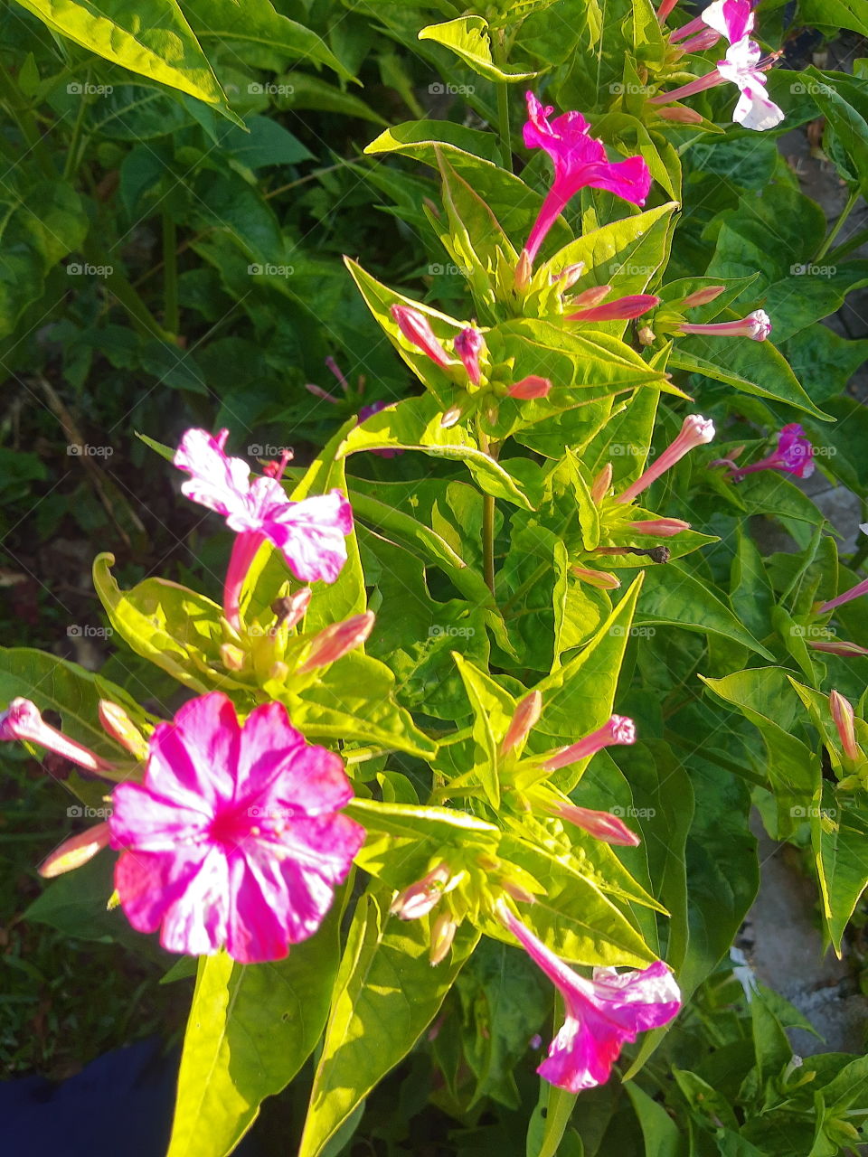 pink and white flowers