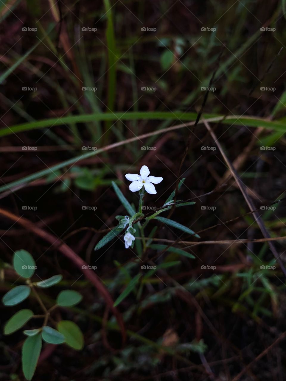 Lone flower sprout in the center of a grassy field.