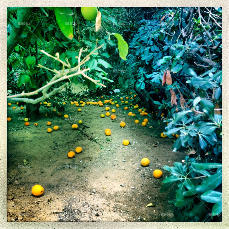 Falling oranges on the ground with green trees and branches,photography by Lika Ramati art 