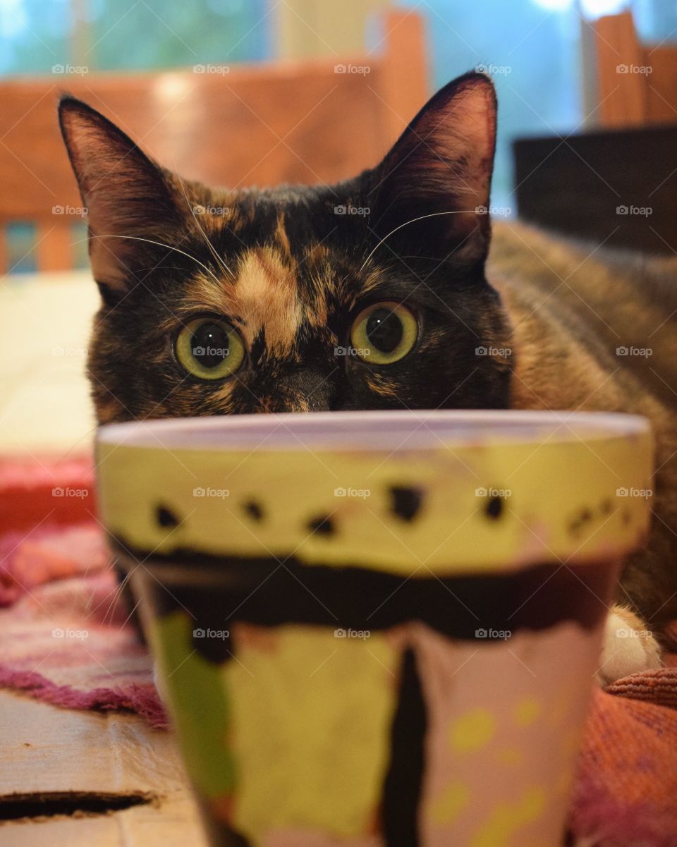 Hide n’ seek with Itty Bit! Apparently she thinks hiding behind a tiny pot is a good hiding place. 