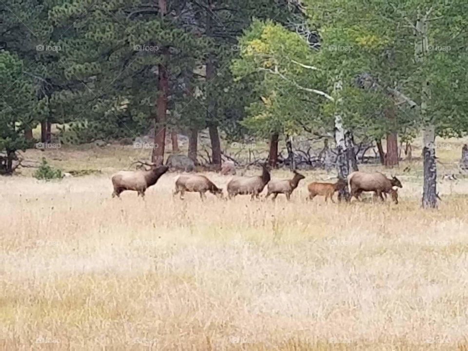 Elk herd