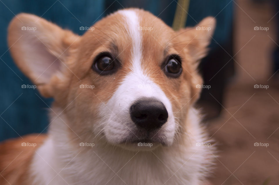 Dog welsh corgi cardigan