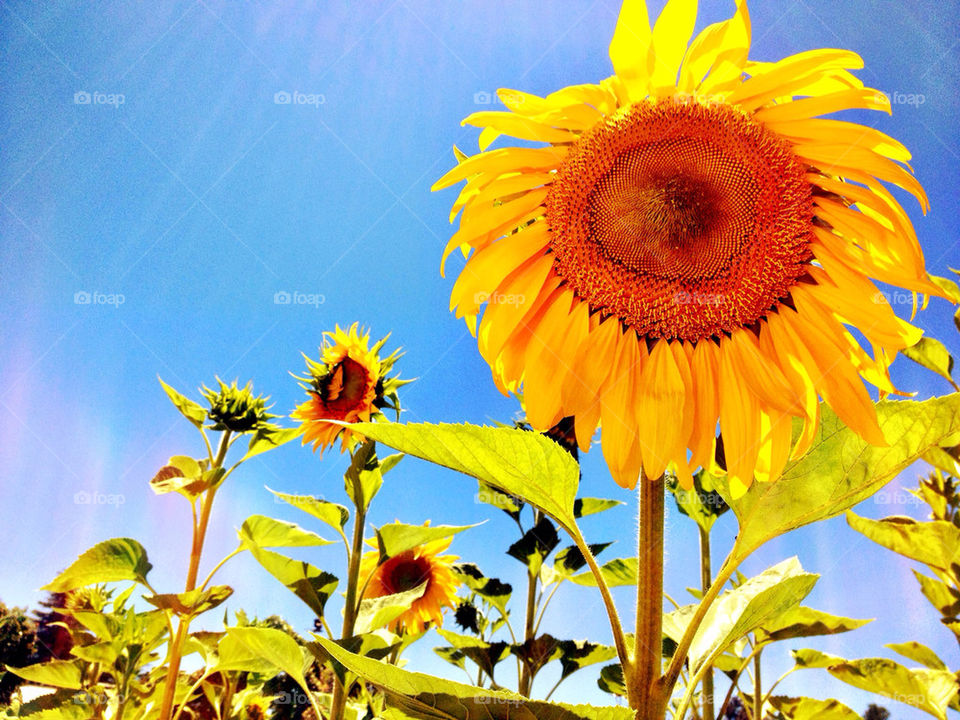 garden flower summer sunflower by havenner