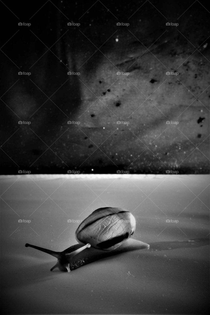 urban style snail portrait black amd white