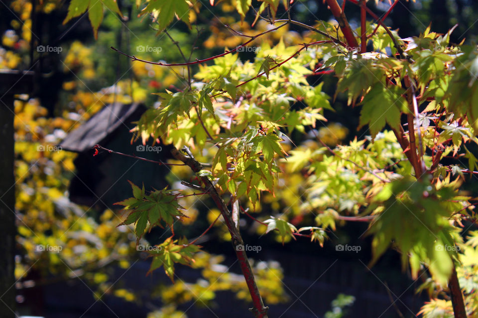 A closeup of my sunlit Japanese maple with its beautiful coral stems & vibrant green leaves. Its in a large container on my deck so that its sheltered from strong winds. A bird feeder is shown in the background hanging on the end of the deck.