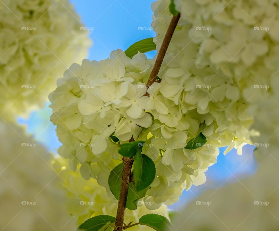 White Hydrangea tree