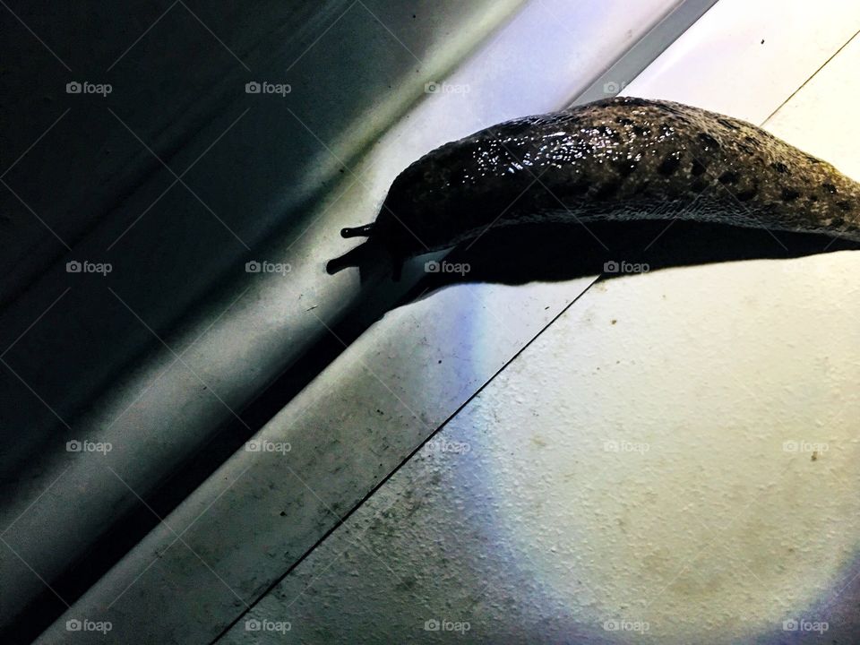 Snail crawling on door.