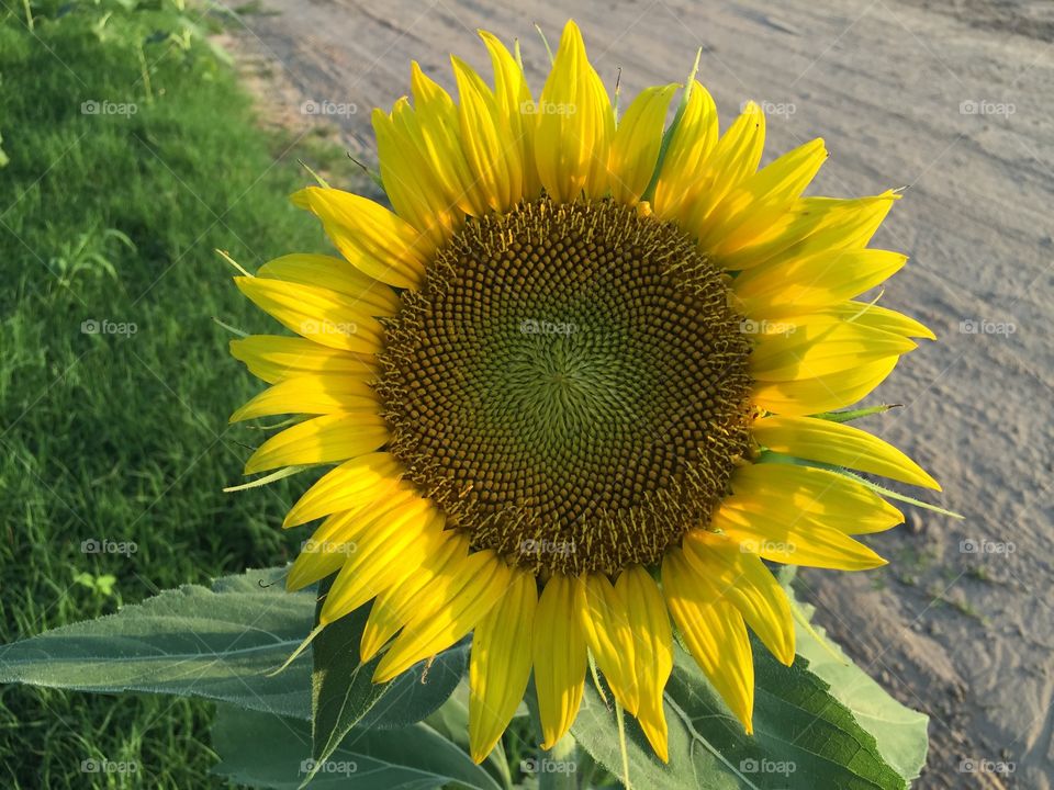 Sunflower