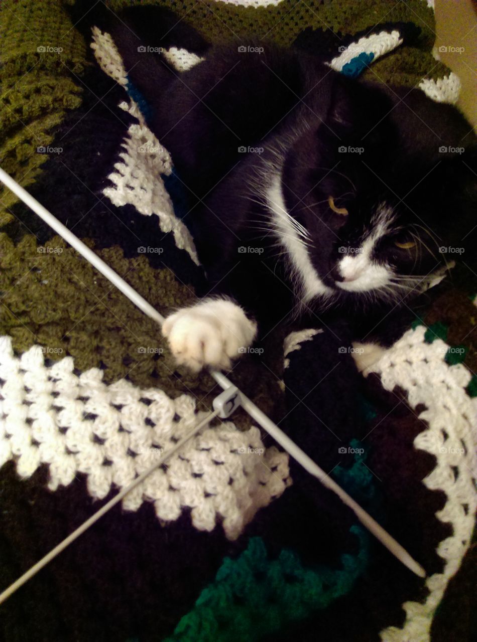 blanket for...cat