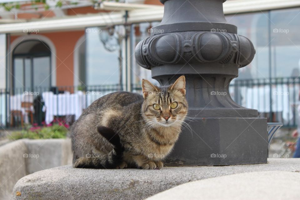Street cat 